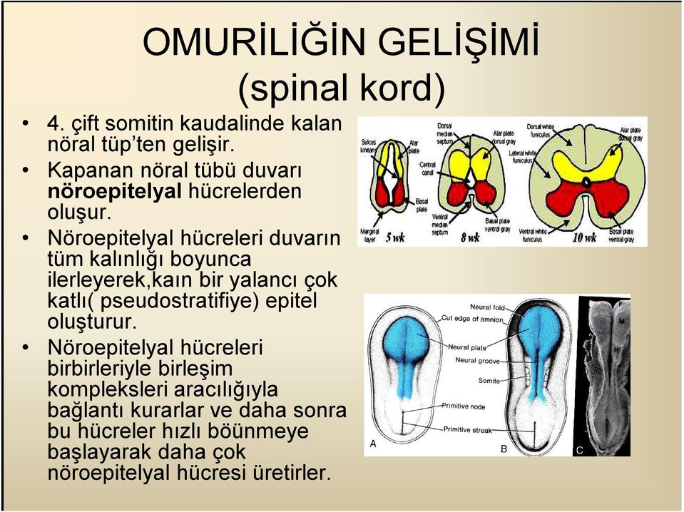 Nöroepitelyal hücreleri duvarın tüm kalınlığı boyunca ilerleyerek,kaın bir yalancı çok katlı( pseudostratifiye)