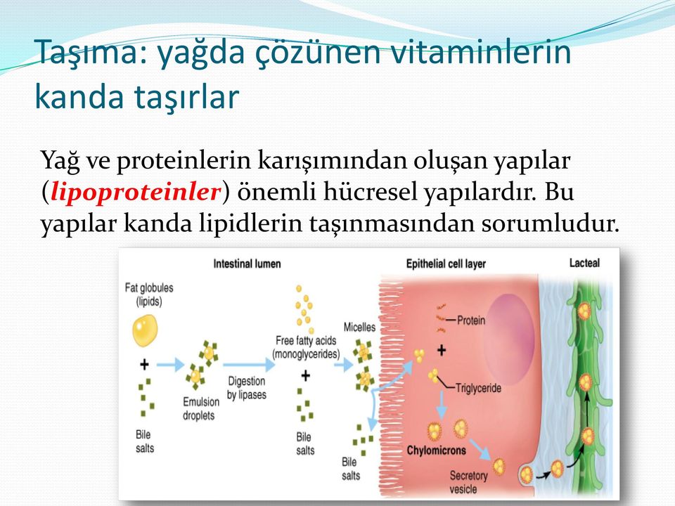 yapılar (lipoproteinler) önemli hücresel