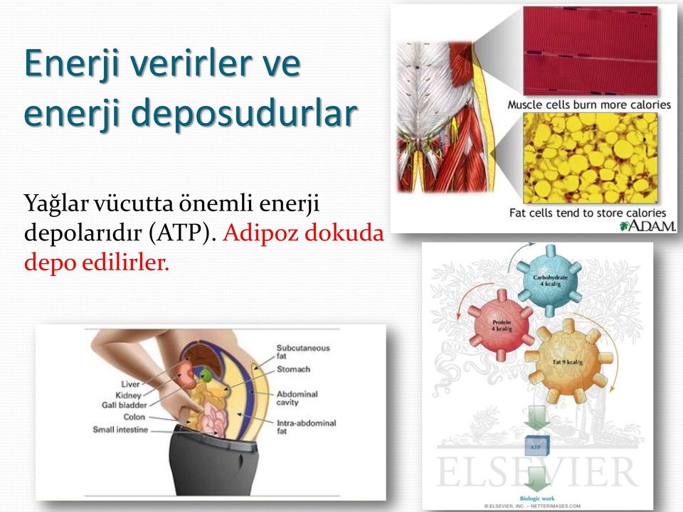 önemli enerji depolarıdır