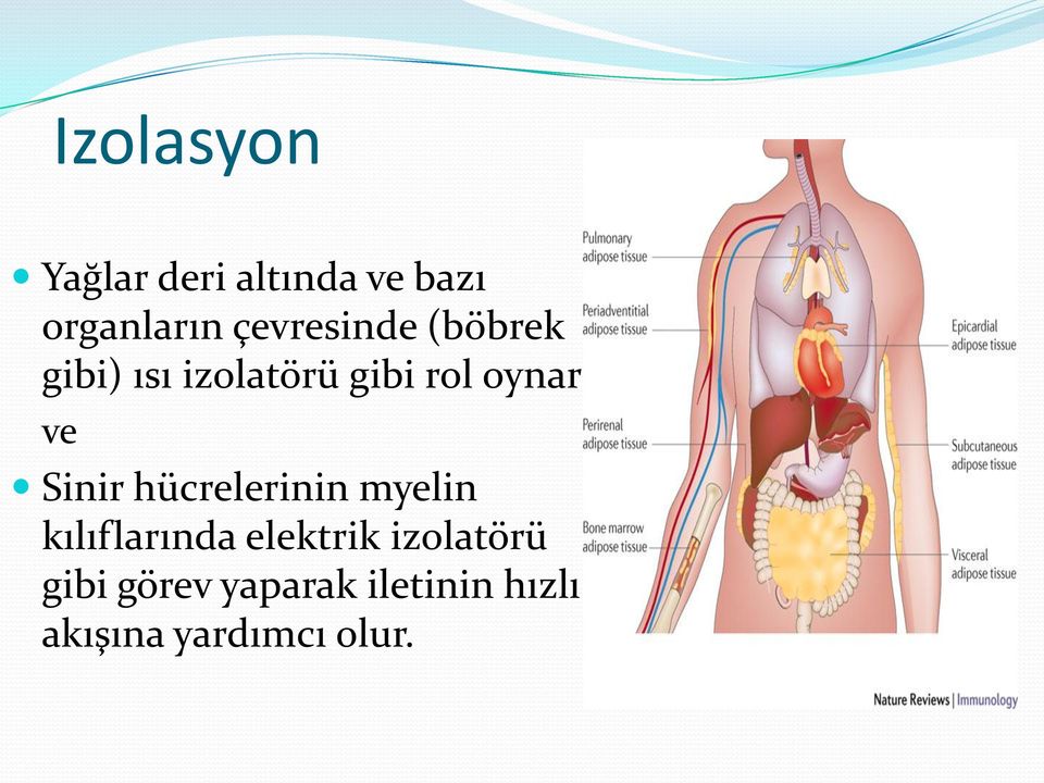 ve Sinir hücrelerinin myelin kılıflarında elektrik