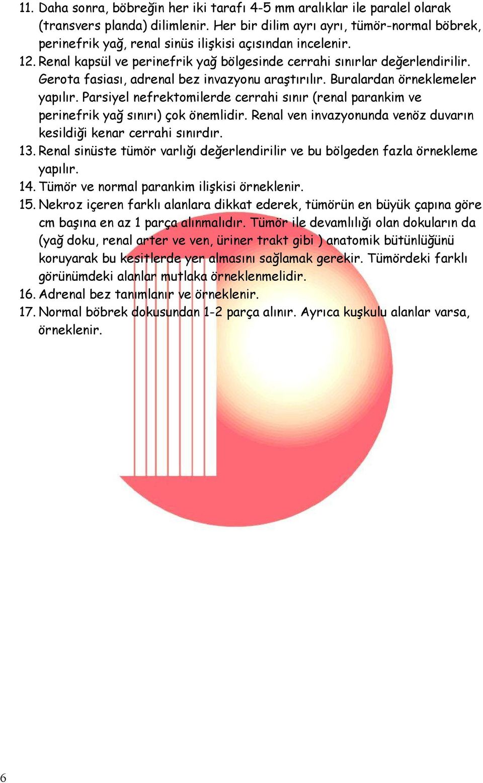 Gerota fasiası, adrenal bez invazyonu araştırılır. Buralardan örneklemeler yapılır. Parsiyel nefrektomilerde cerrahi sınır (renal parankim ve perinefrik yağ sınırı) çok önemlidir.