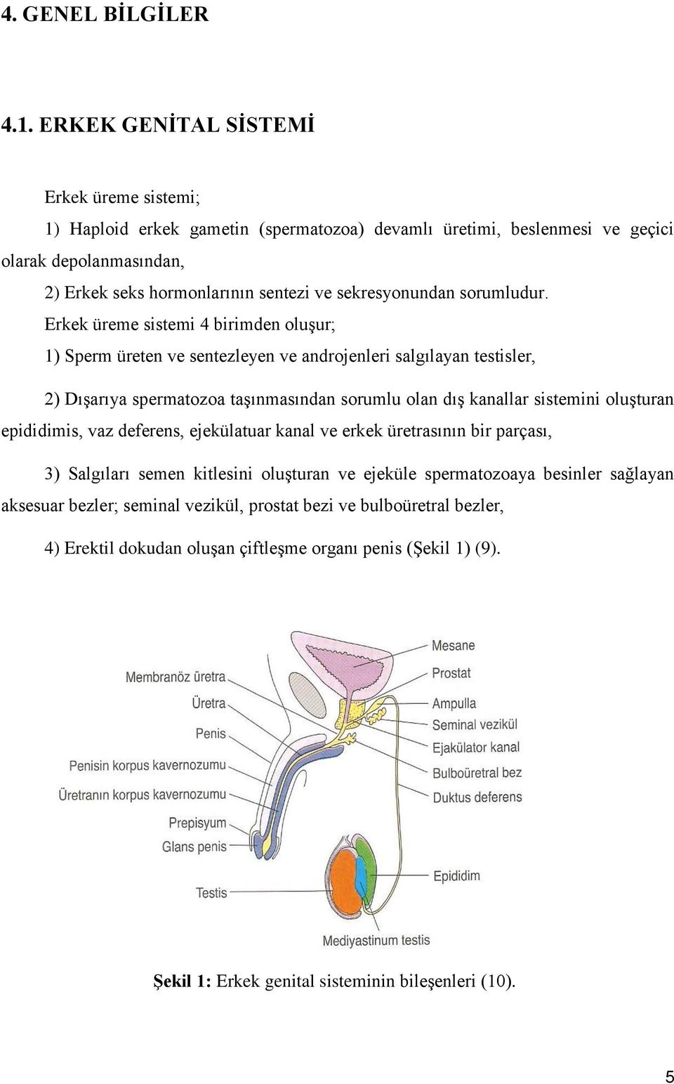 sekresyonundan sorumludur.