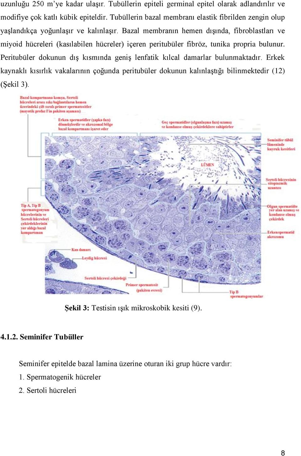 Bazal membranın hemen dışında, fibroblastları ve miyoid hücreleri (kasılabilen hücreler) içeren peritubüler fibröz, tunika propria bulunur.