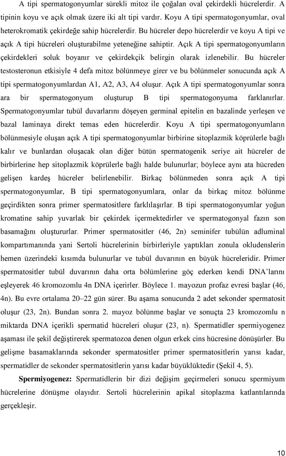 Açık A tipi spermatogonyumların çekirdekleri soluk boyanır ve çekirdekçik belirgin olarak izlenebilir.