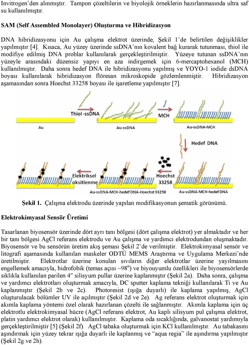 Kısaca, Au yüzey üzerinde ssdna nın kovalent bağ kurarak tutunması, thiol ile modifiye edilmiş DNA problar kullanılarak gerçekleştirilmiştir.