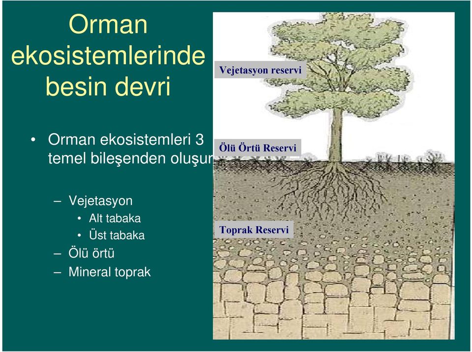 oluşur Ölü Örtü Reservi Vejetasyon Alt tabaka