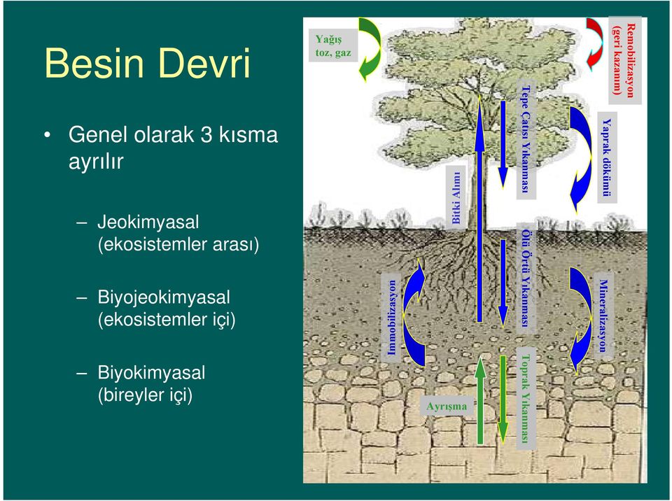 Alımı Besin Devri Genel olarak 3 kısma ayrılır Jeokimyasal (ekosistemler