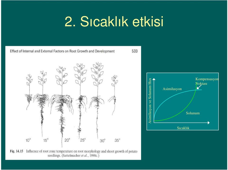 Hızı Asimilasyon