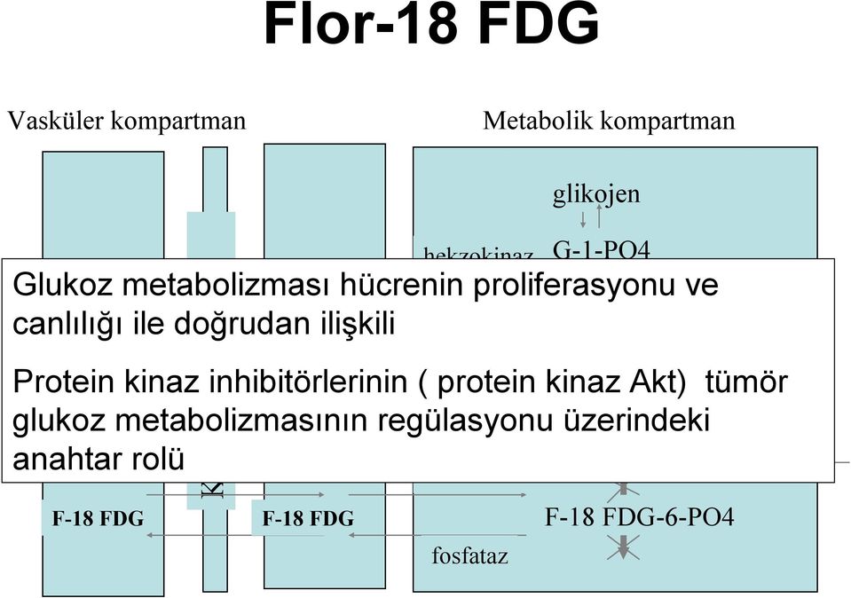 ile doğrudan ilişkili F-6-PO4 Protein kinaz inhibitörlerinin ( protein kinaz Akt) tümör glukoz