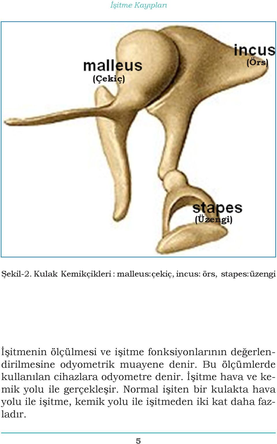 fonksiyonlarının değerlendirilmesine odyometrik muayene denir.