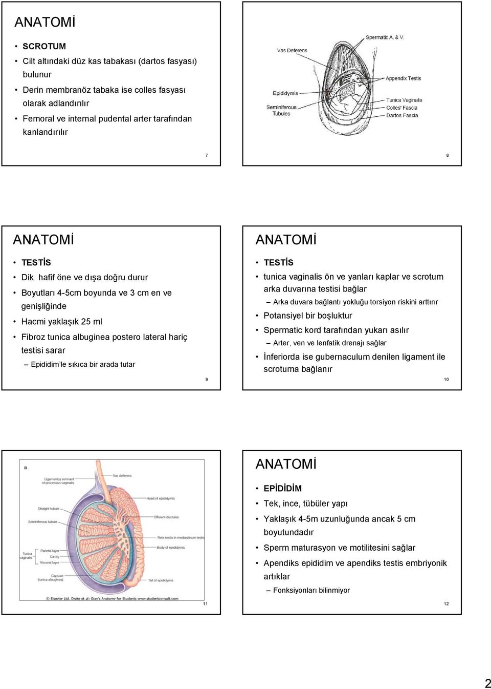 tunica vaginalis ön ve yanları kaplar ve scrotum arka duvarına testisi bağlar Arka duvara bağlantı yokluğu torsiyon riskini arttırır Potansiyel bir boşluktur Spermatic kord tarafından yukarı asılır