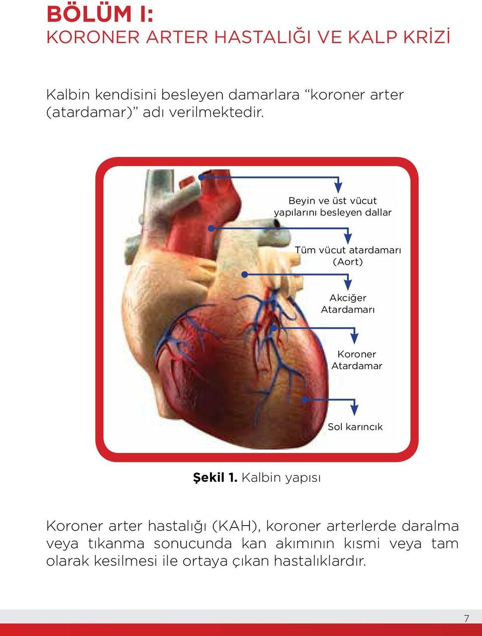 Beyin ve üst vücut yapılarını besleyen dallar Tüm vücut atardamarı (Aort) Akciğer Atardamarı Koroner