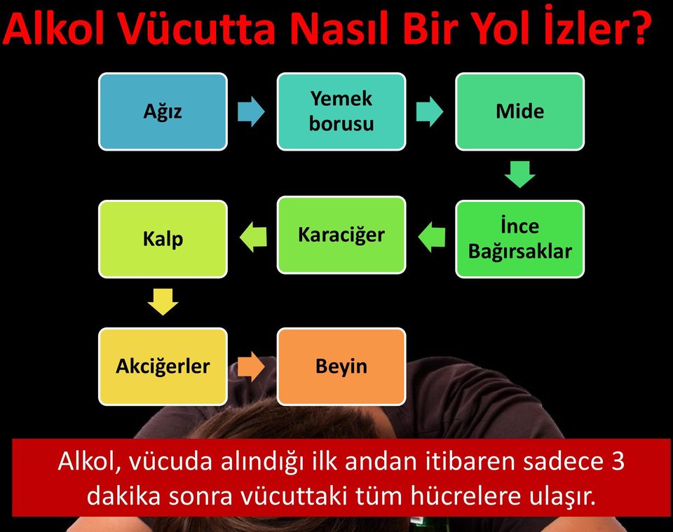 Bağırsaklar Akciğerler Beyin Alkol, vücuda