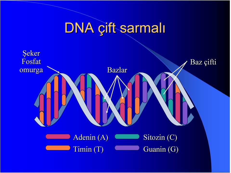 çifti Adenin (A) Timin