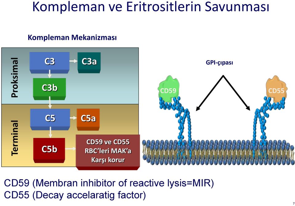 C5b CD59 ve CD55 C5b-9 RBC leri MAK a MAK Karşı korur CD59