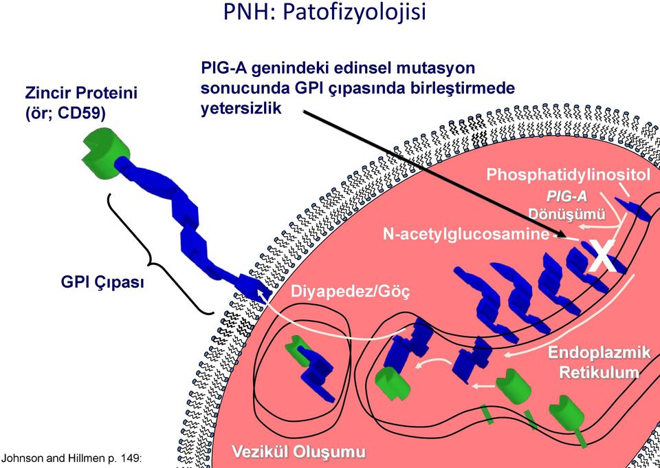 GPI Çıpası Diyapedez/Göç N-acetylglucosamine Phosphatidylinositol