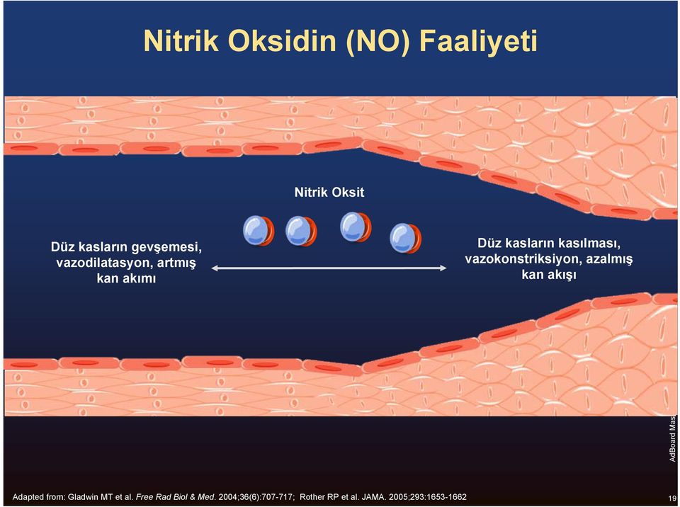 vazokonstriksiyon, azalmış kan akışı Adapted from: Gladwin MT et al.