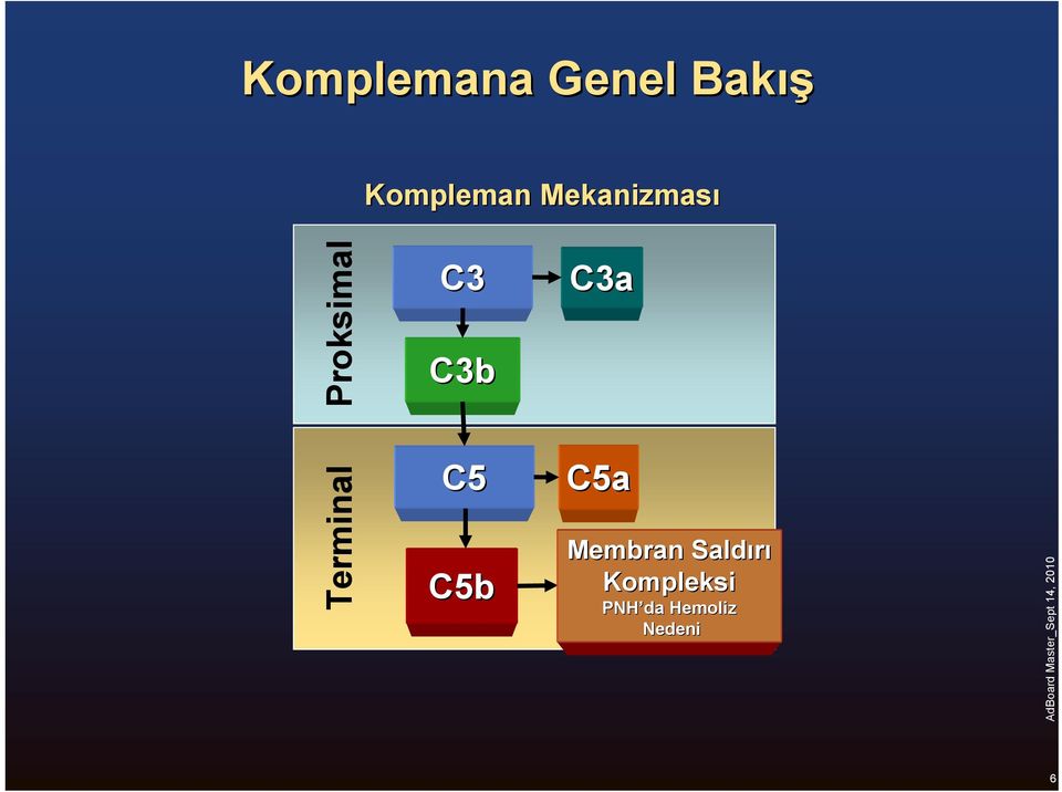 C5 C5b C5a Membran Saldırı C5b-9