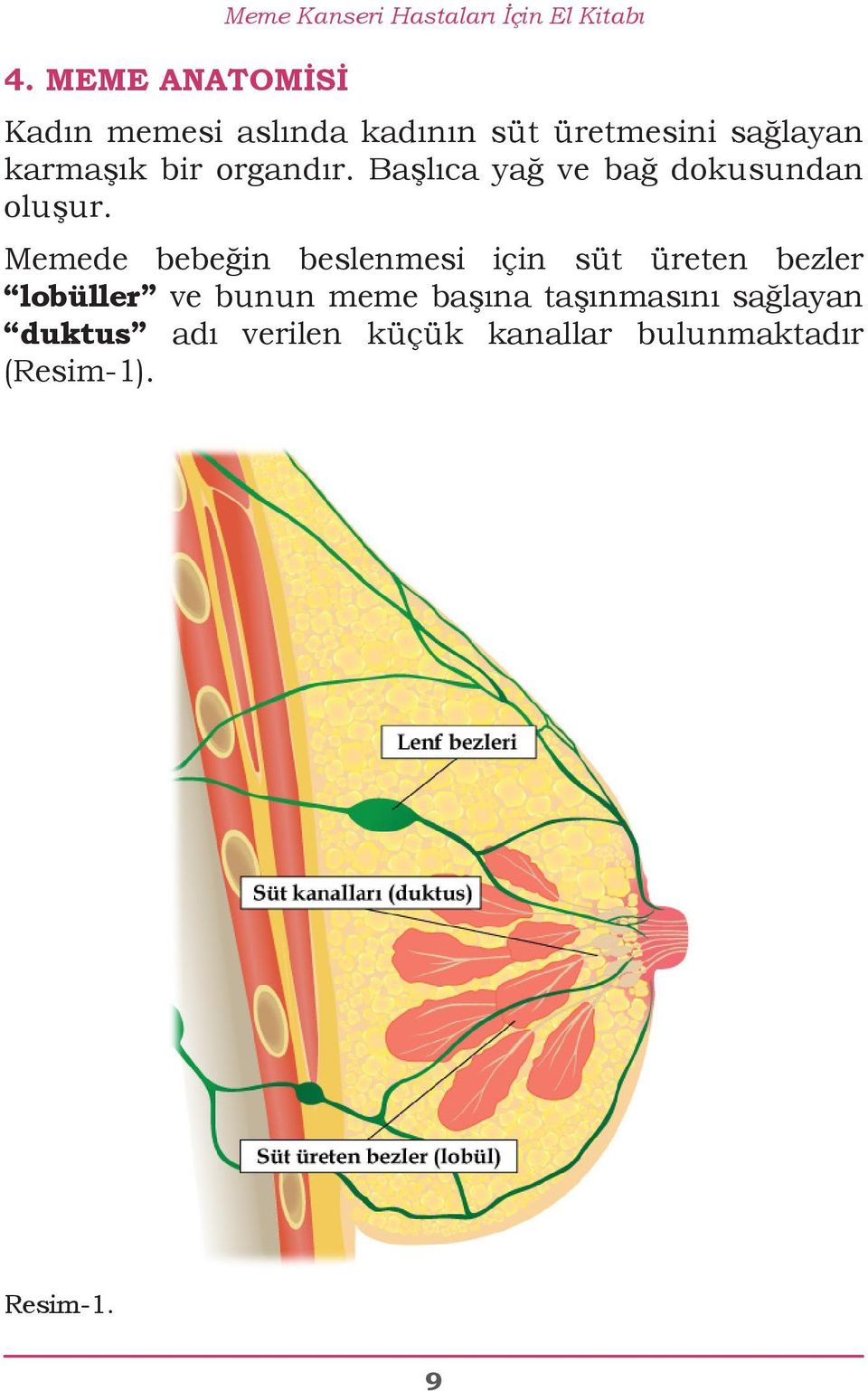 Memede bebeğin beslenmesi için süt üreten bezler lobüller ve bunun meme başına