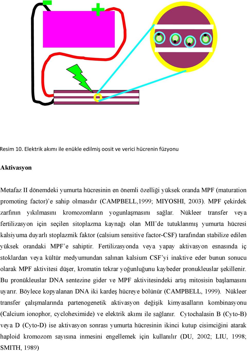 olmasıdır (CAMPBELL,1999; MIYOSHI, 2003). MPF çekirdek zarfının yıkılmasını kromozomların yogunlaşmasını sağlar.