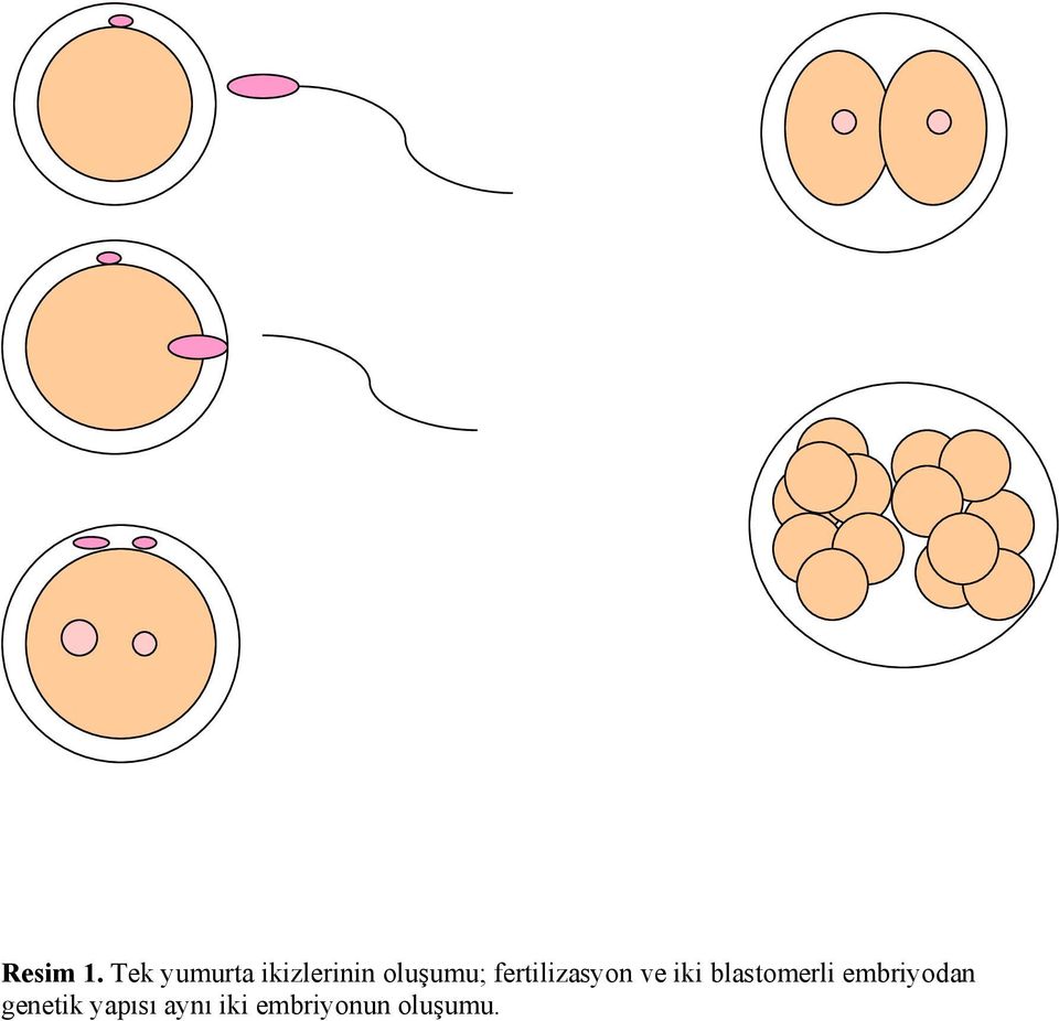 fertilizasyon ve iki blastomerli