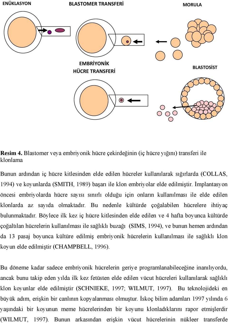 (SMITH, 1989) başarı ile klon embriyolar elde edilmiştir. İmplantasyon öncesi embriyolarda hücre sayısı sınırlı olduğu için onların kullanılması ile elde edilen klonlarda az sayıda olmaktadır.