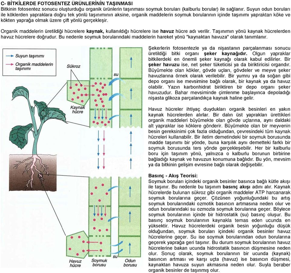 gerçekleşir. Organik maddelerin üretildiği hücrelere kaynak, kullanıldığı hücrelere ise havuz hücre adı verilir. Taşınımın yönü kaynak hücrelerden havuz hücrelere doğrudur.