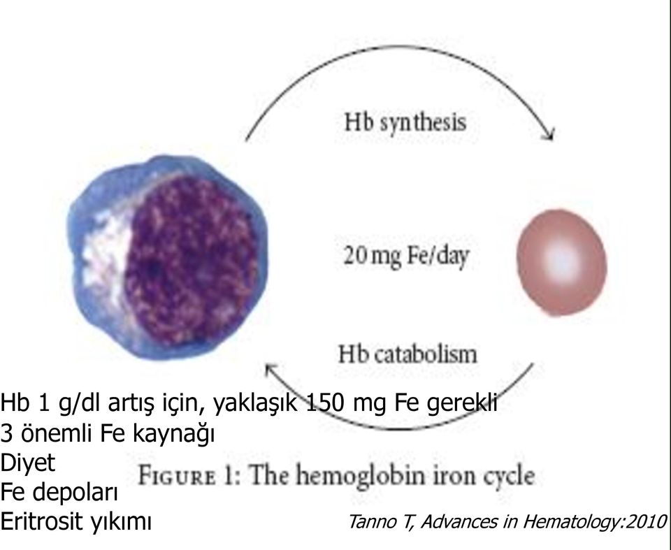 Diyet Fe depoları Eritrosit yıkımı