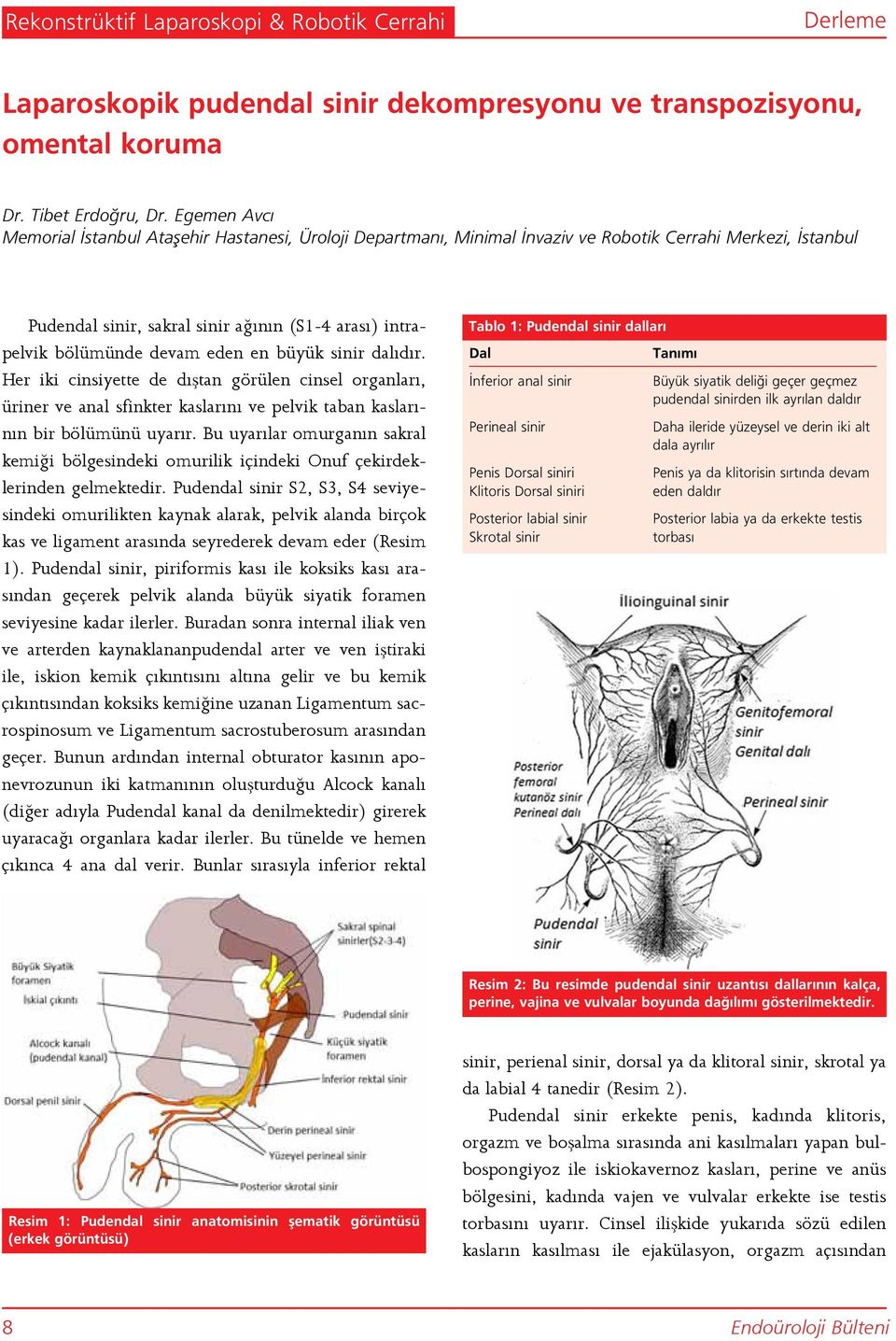 eden en büyük sinir dalıdır. Her iki cinsiyette de dıştan görülen cinsel organları, üriner ve anal sfinkter kaslarını ve pelvik taban kaslarının bir bölümünü uyarır.