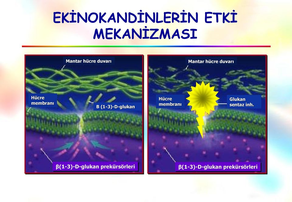 (1-3)-D-glukan Hücre membranı Glukan sentaz inh.