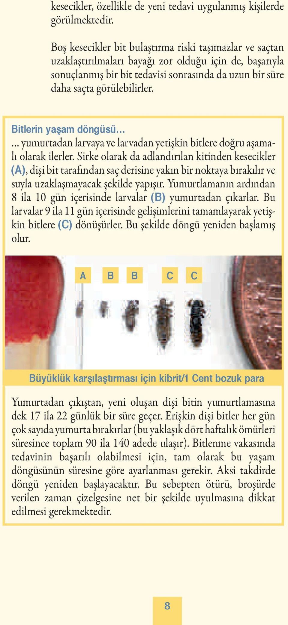 Bitlerin yaşam döngüsü yumurtadan larvaya ve larvadan yetişkin bitlere doğru aşamalı olarak ilerler.