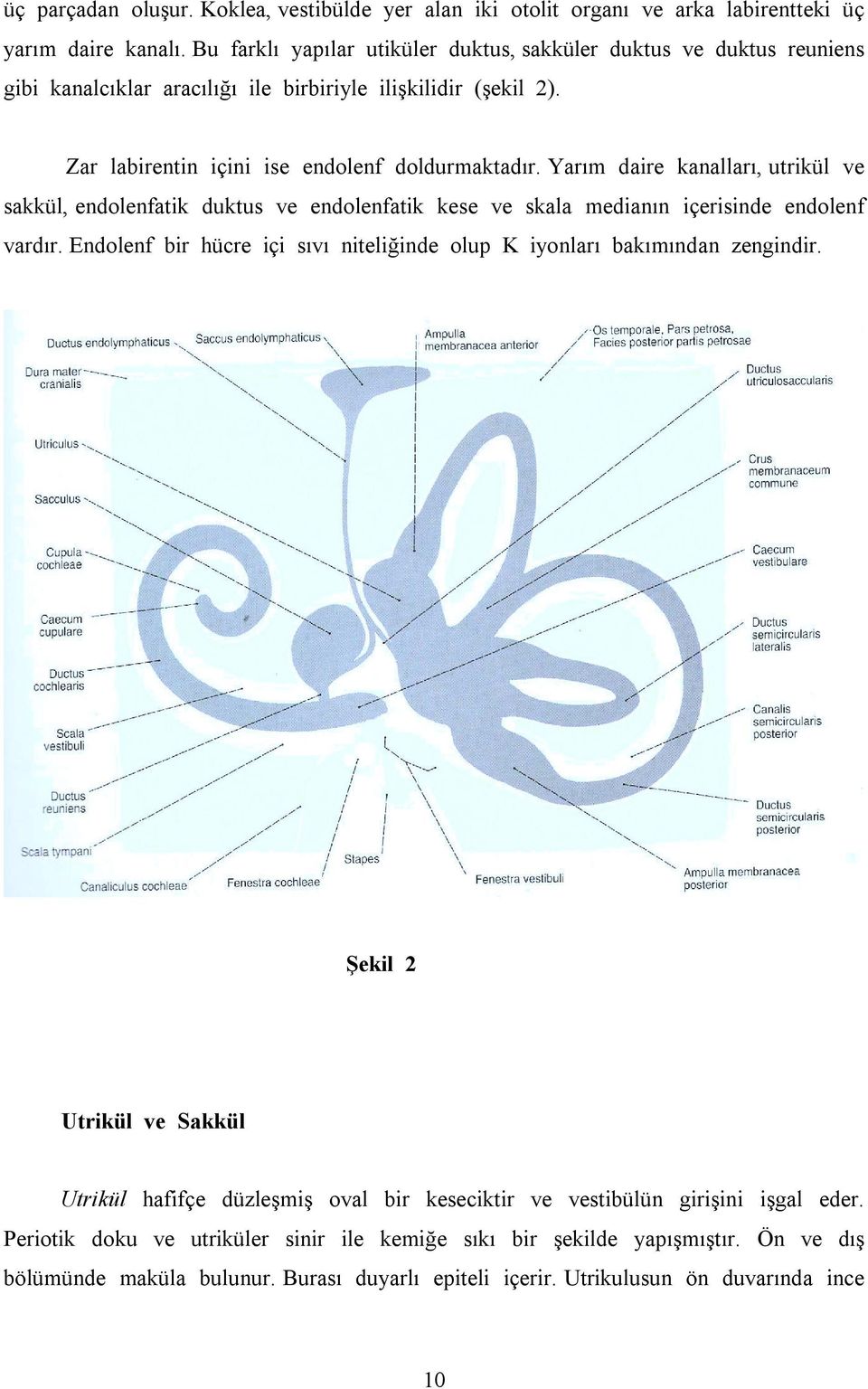 Yarõm daire kanallarõ, utrikül ve sakkül, endolenfatik duktus ve endolenfatik kese ve skala medianõn içerisinde endolenf vardõr.