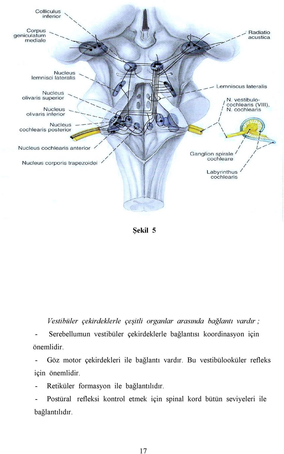 - Göz motor çekirdekleri ile bağlantõ vardõr. Bu vestibülooküler refleks için önemlidir.