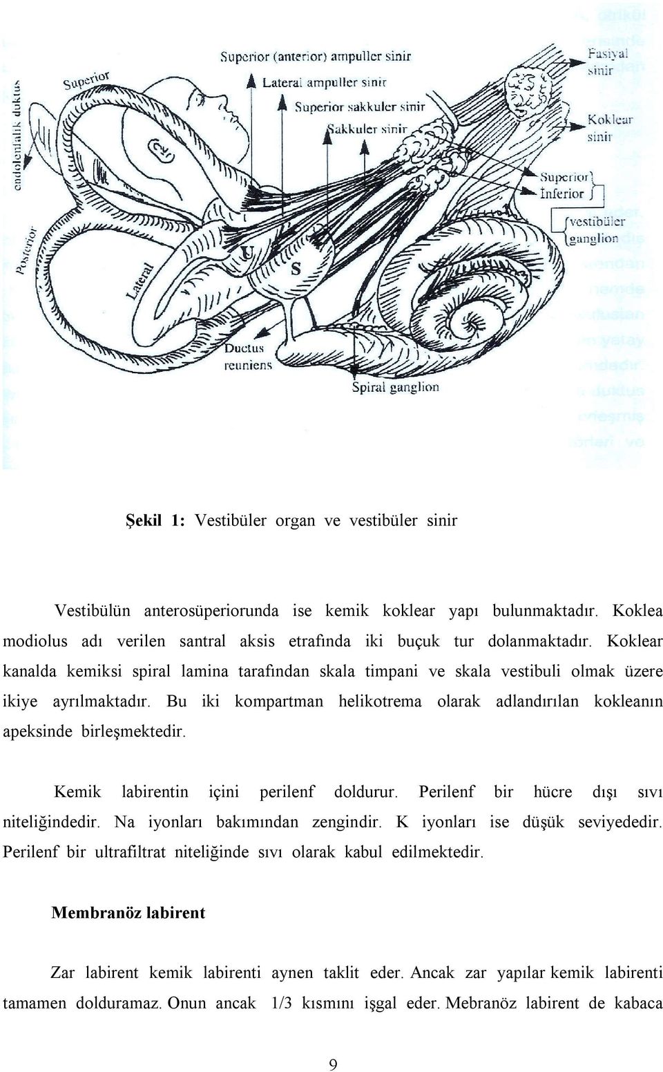 Kemik labirentin içini perilenf doldurur. Perilenf bir hücre dõşõ sõvõ niteliğindedir. Na iyonlarõ bakõmõndan zengindir. K iyonlarõ ise düşük seviyededir.