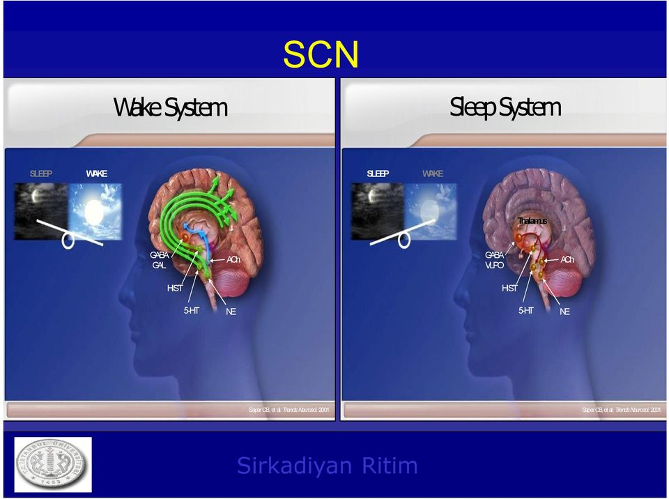 NE 5-HT NE Saper CB, et al. Trends Neurosci.2001.