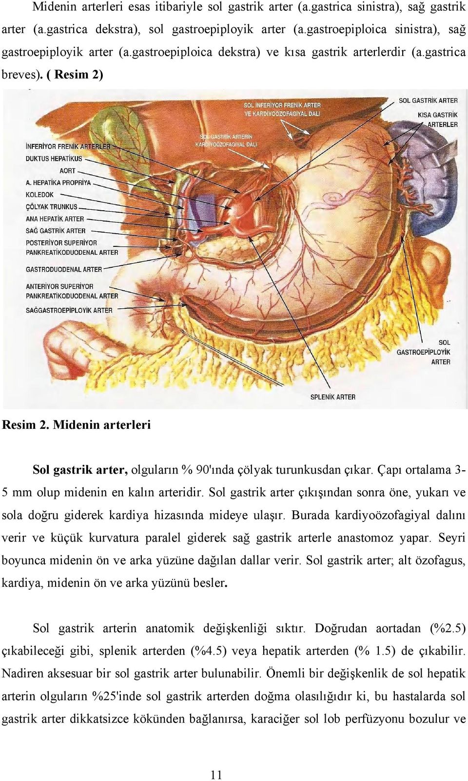 Çapı ortalama 3-5 mm olup midenin en kalın arteridir. Sol gastrik arter çıkışından sonra öne, yukarı ve sola doğru giderek kardiya hizasında mideye ulaşır.