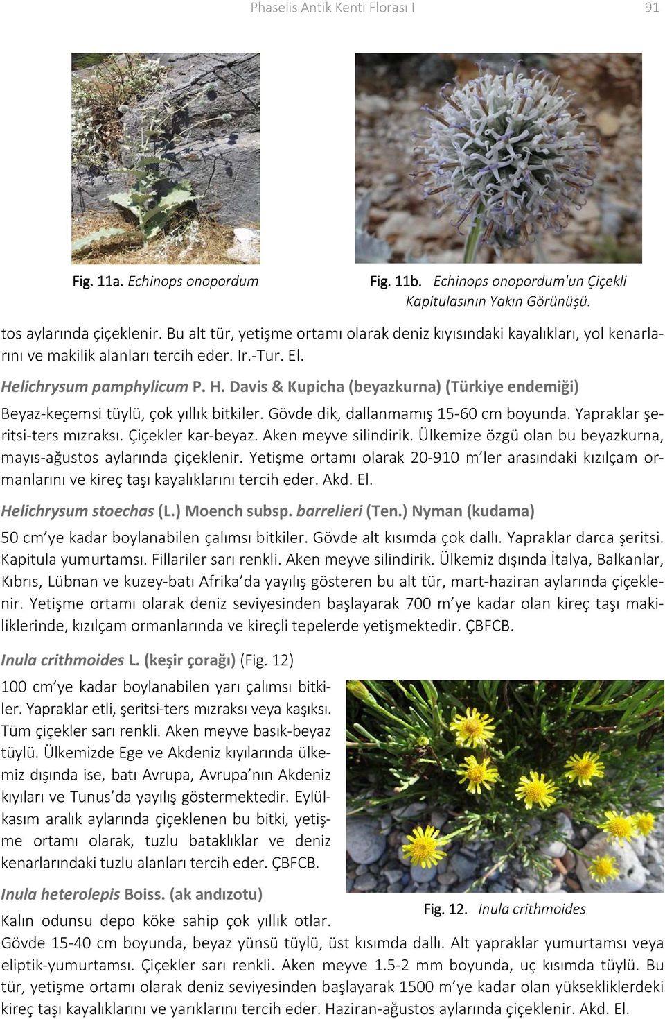 lichrysum pamphylicum P. H. Davis & Kupicha (beyazkurna) (Türkiye endemiği) Beyaz keçemsi tüylü, çok yıllık bitkiler. Gövde dik, dallanmamış 15 60 cm boyunda. Yapraklar şeritsi ters mızraksı.