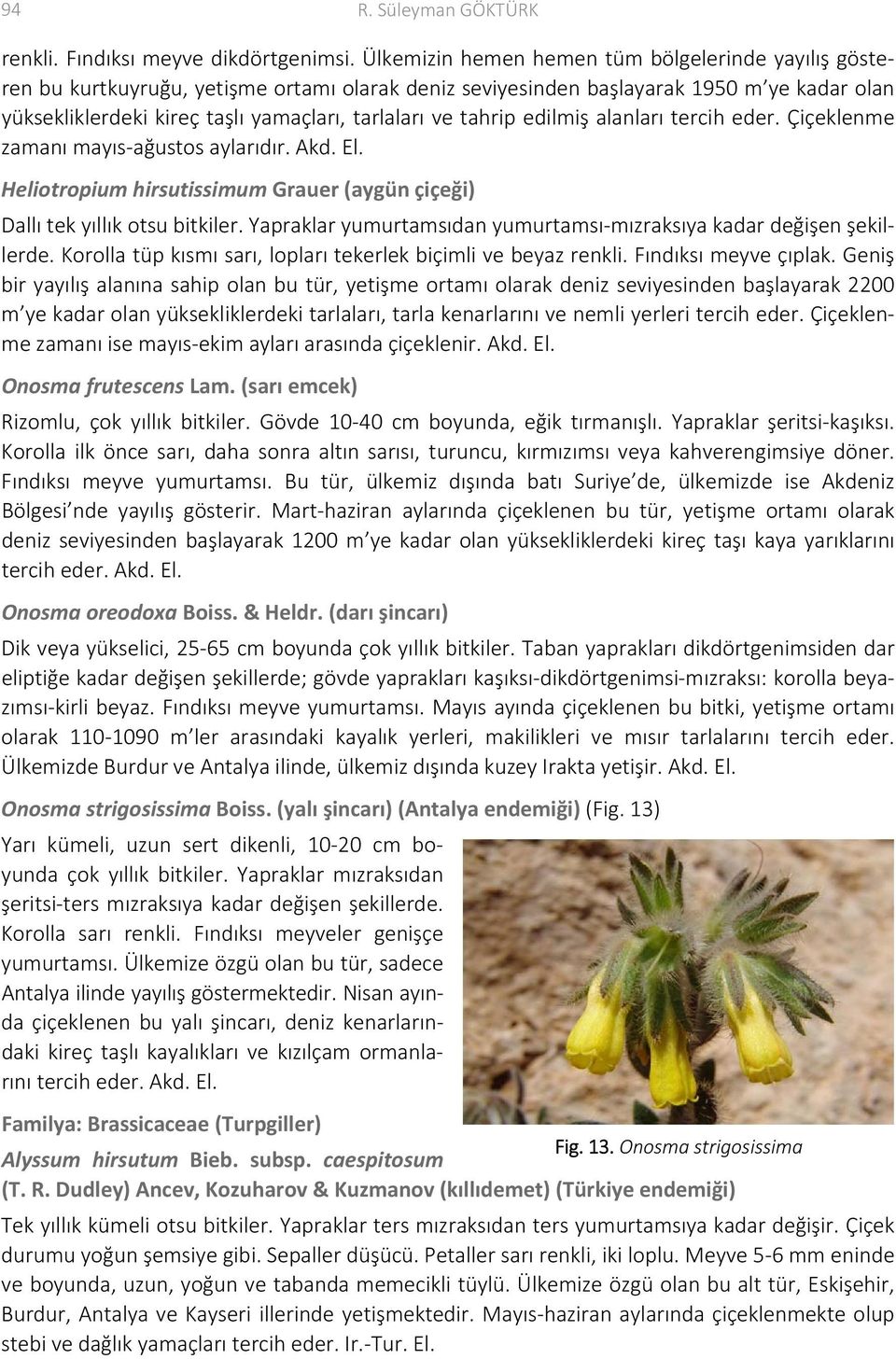 tahrip edilmiş alanları tercih eder. Çiçeklenme zamanı mayıs ağustos aylarıdır. Akd. El. Heliotropium hirsutissimum Grauer (aygün çiçeği) Dallı tek yıllık otsu bitkiler.