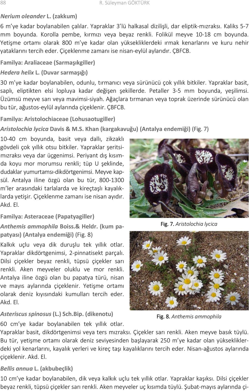 Çiçeklenme zamanı ise nisan eylül aylarıdır. ÇBFCB. Familya: Araliaceae (Sarmaşıkgiller) Hedera helix L.
