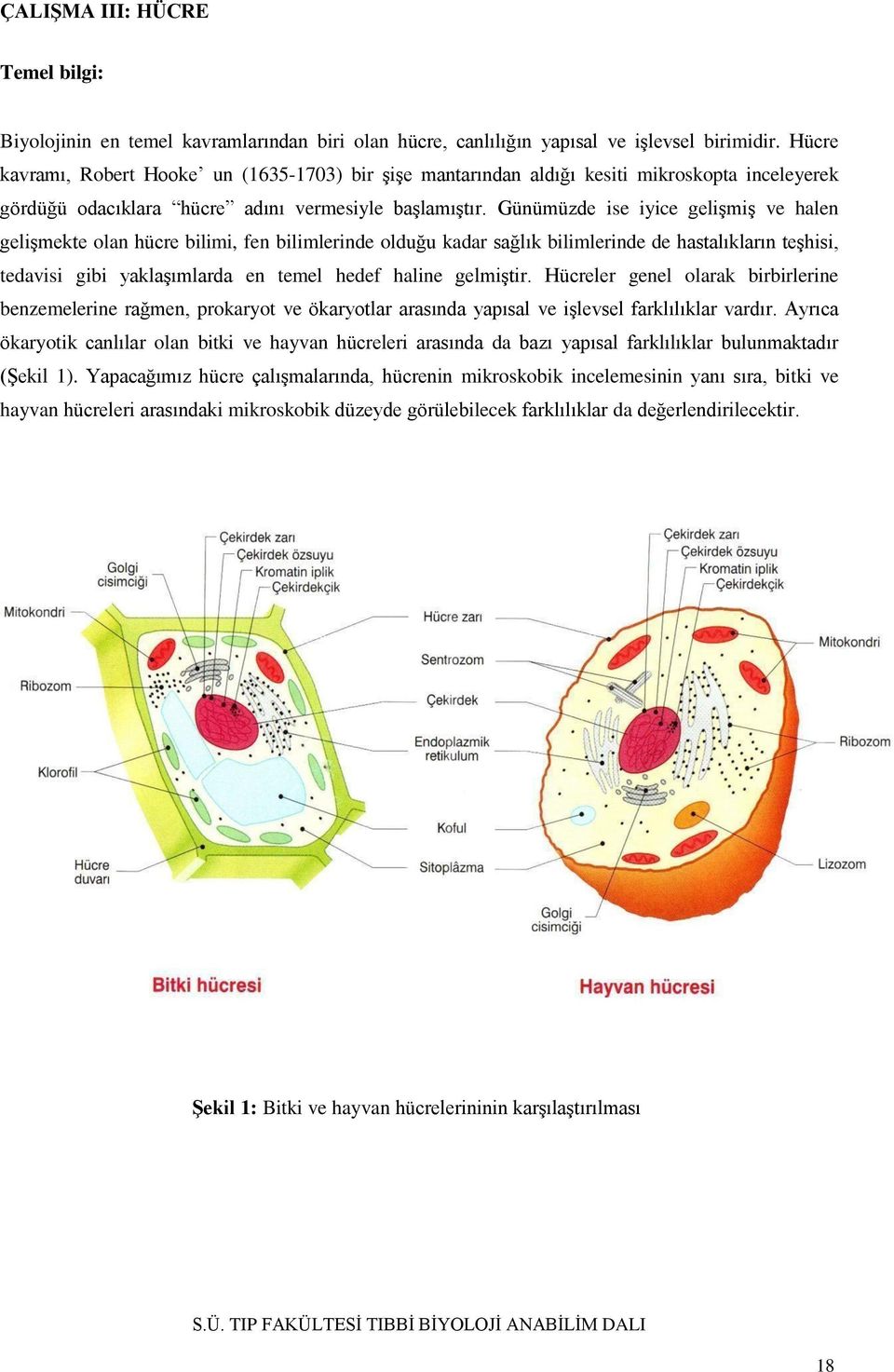 Günümüzde ise iyice gelişmiş ve halen gelişmekte olan hücre bilimi, fen bilimlerinde olduğu kadar sağlık bilimlerinde de hastalıkların teşhisi, tedavisi gibi yaklaşımlarda en temel hedef haline