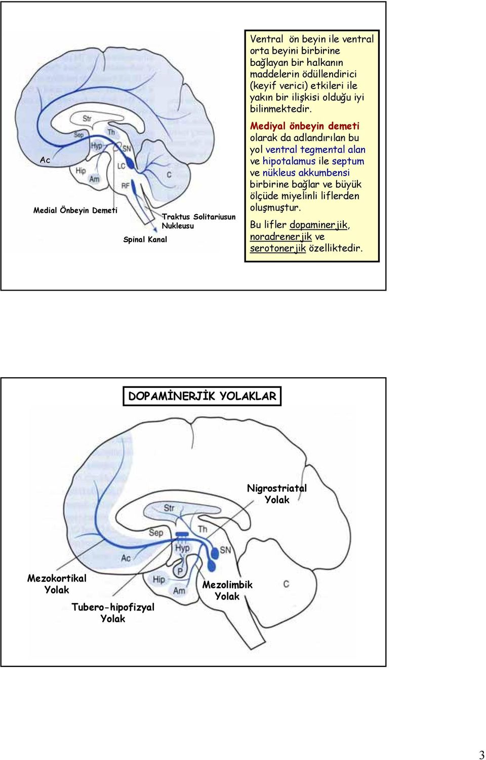 Mediyal önbeyin demeti olarak da adlandırılan bu yol ventral tegmental alan ve hipotalamus ile septum ve nükleus akkumbensi birbirine bağlar ve büyük