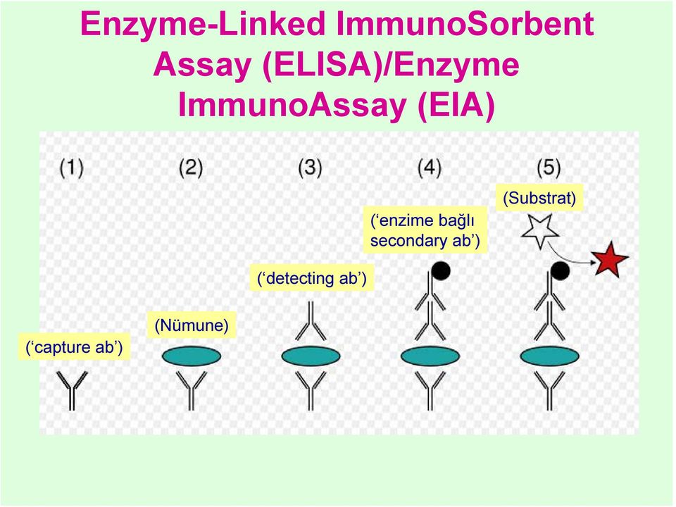 enzime bağlı secondary ab )