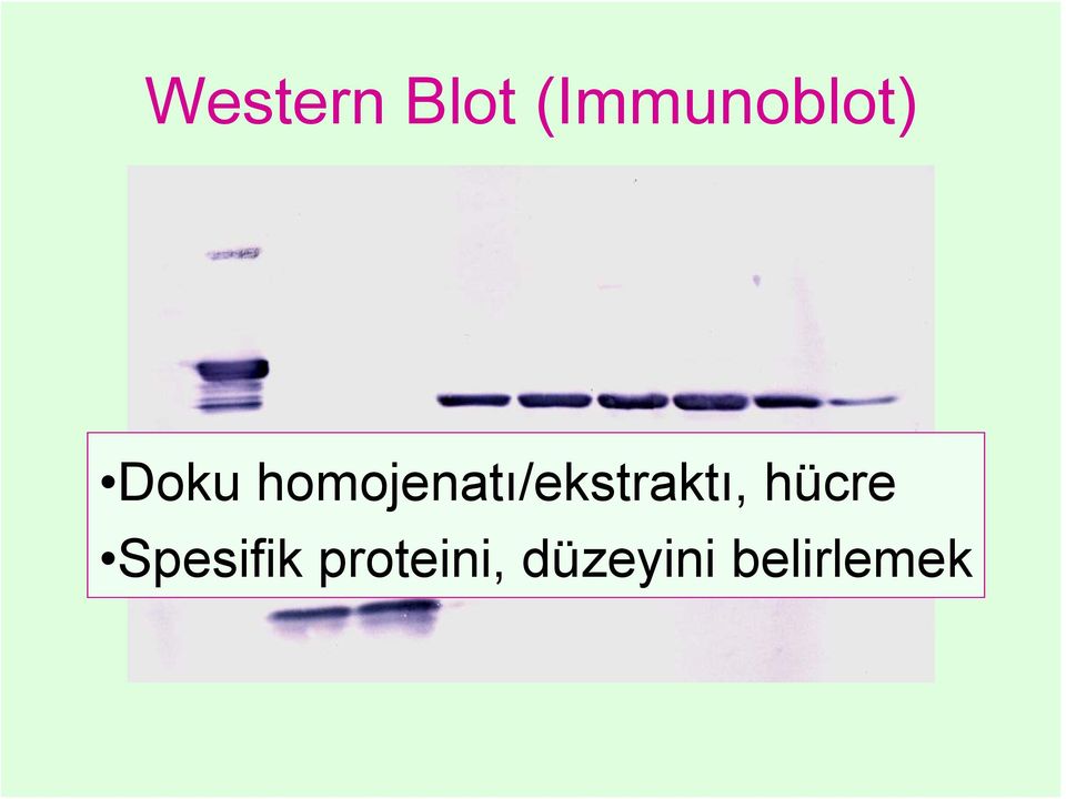 homojenatı/ekstraktı,