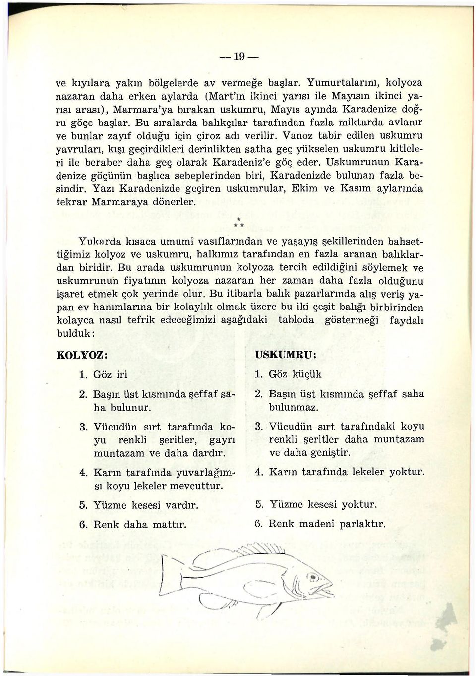 Bu sıralarda balıkçılar tarafından fazla miktarda avlanır ve bunlar zayıf olduğu için çiroz adı verilir.