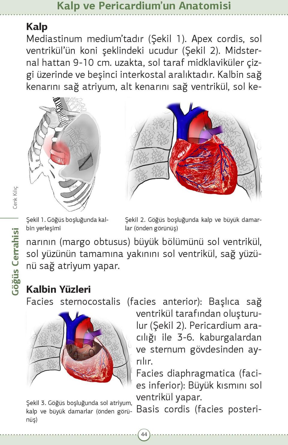 uzakta, sol taraf midklaviküler çizgi üzerinde ve beşinci interkostal aralıktadır.