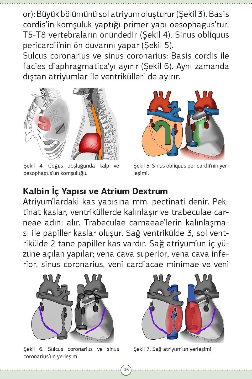 Aynı zamanda dıştan atriyumlar ile ventrikülleri de ayırır. Şekil 4. Göğüs boşluğunda kalp ve oesophagus un komşuluğu. Şekil 5. Sinus obliquus pericardii nin yerleşimi.