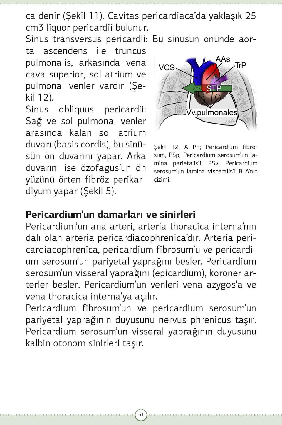 Sinus obliquus pericardii: Sağ ve sol pulmonal venler arasında kalan sol atrium duvarı (basis cordis), bu sinüsün ön duvarını yapar.