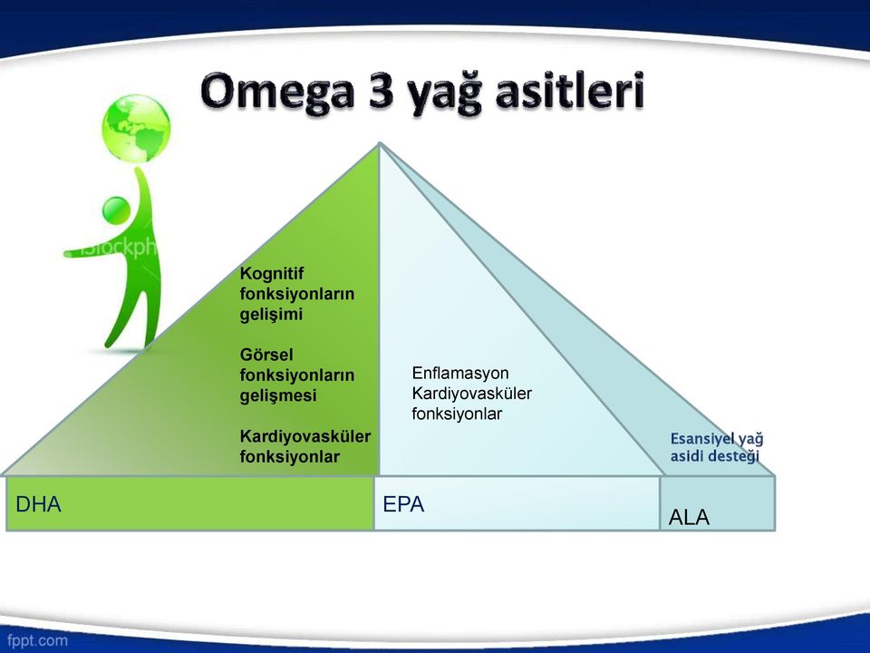 fonksiyonlar Enflamasyon Kardiyovasküler E