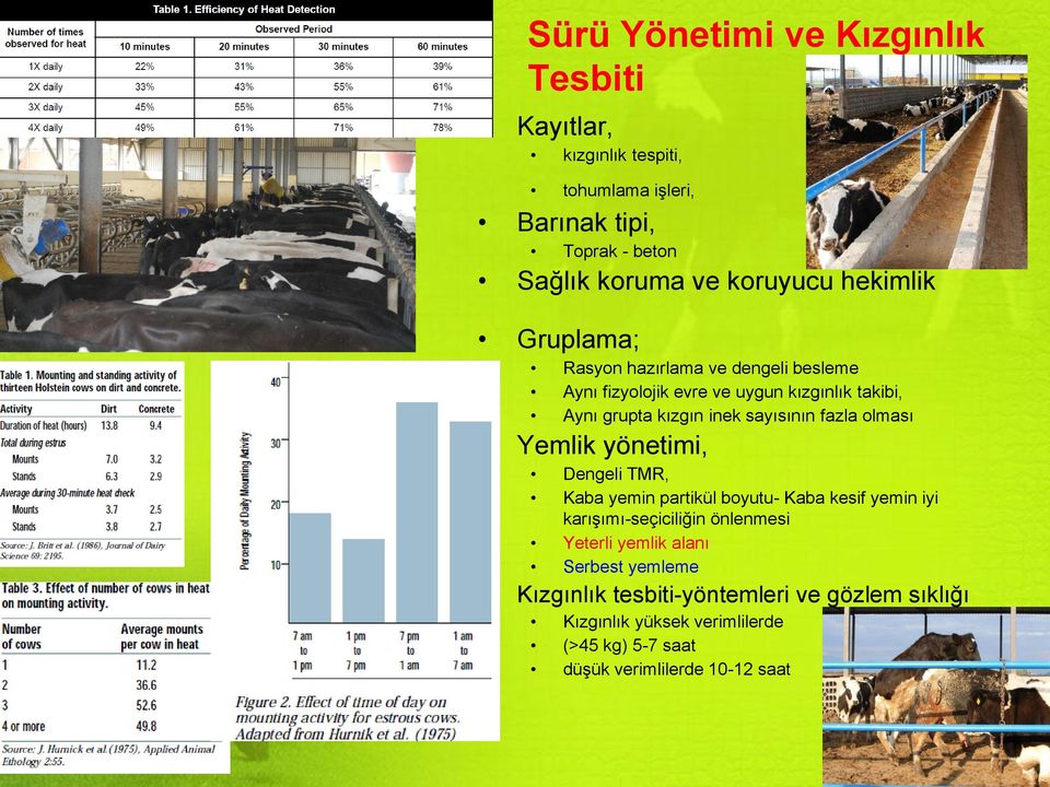 fazla olması Yemlik yönetimi, Dengeli TMR, Kaba yemin partikül boyutu- Kaba kesif yemin iyi karışımı-seçiciliğin önlenmesi Yeterli yemlik