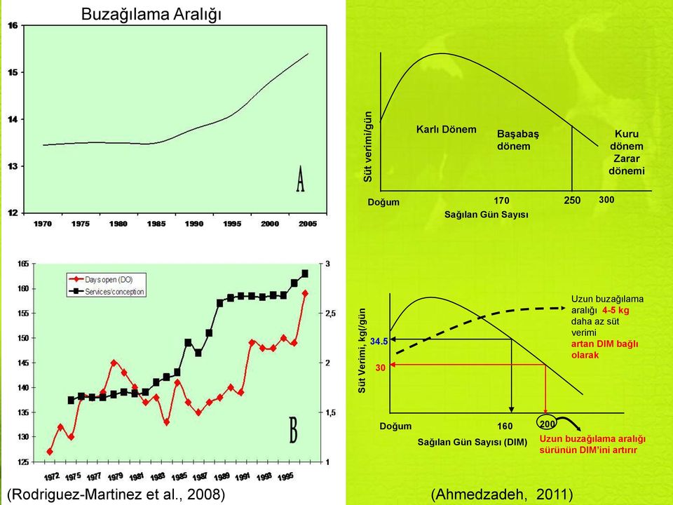 5 30 Uzun buzağılama aralığı 4-5 kg daha az süt verimi artan DIM bağlı olarak Doğum 160